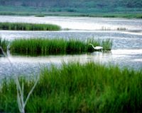 An Egret in Cape May Point State Park, New Jersey