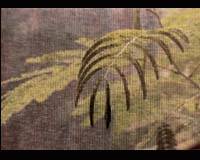 bfern.jpg (6705 bytes)