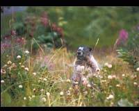 marmot.jpg (7272 bytes)