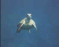 bturtle2.jpg (2360 bytes)