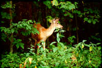 doe_2s.jpg (8058 bytes)